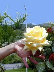 Healthy Rose